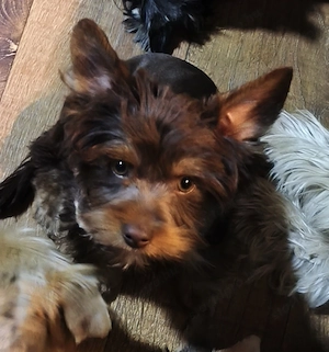 Csokoládé yorkshire terrier yorki kisfiú