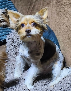 Csokoládé yorkshire terrier yorki kisfiú - kép 2