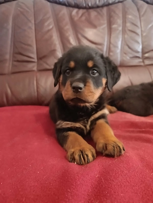 Gyönyörű rottweiler kiskutyák  - kép 4