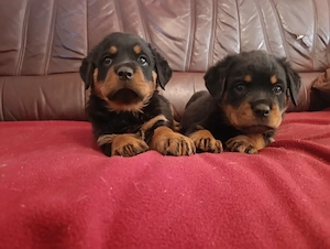 Gyönyörű rottweiler kiskutyák  - kép 2