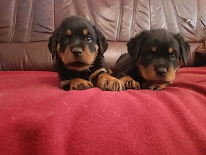 Gyönyörű rottweiler kiskutyák  - kép 3