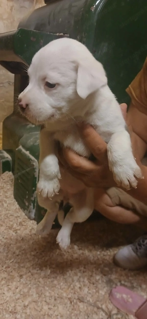 Kutya amerikai staffordshire terrier - kép 5