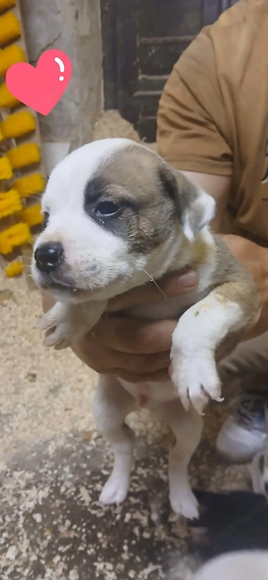 Kutya amerikai staffordshire terrier - kép 8
