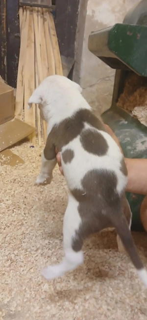 Kutya amerikai staffordshire terrier - kép 6