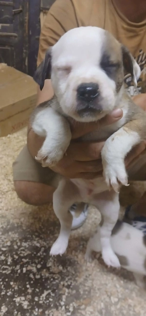 Kutya amerikai staffordshire terrier - kép 7