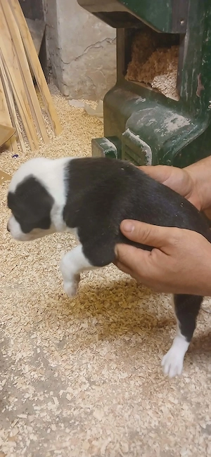 Kutya amerikai staffordshire terrier - kép 2
