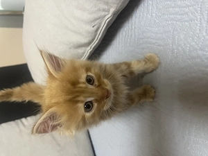 Maine Coon kiscica - kép 2