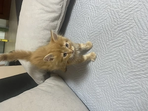 Maine Coon kiscica - kép 3