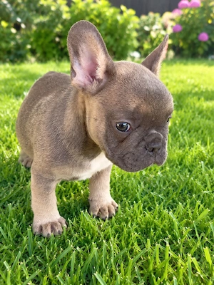 Francia bulldog fiú kiskutya. Szabolcs Szatmár Bereg megye 