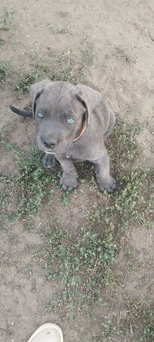 Cane Corso kölyök foglalhatók 