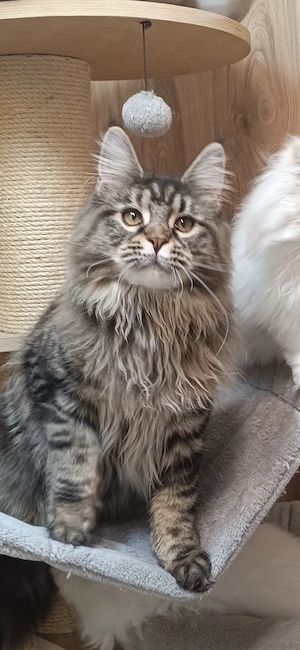 Fiatal maine coon kislány  - kép 3