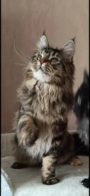 Fiatal maine coon kislány  - kép 5