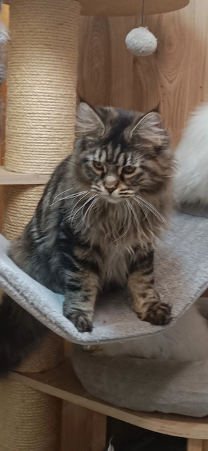 Fiatal maine coon kislány  - kép 2