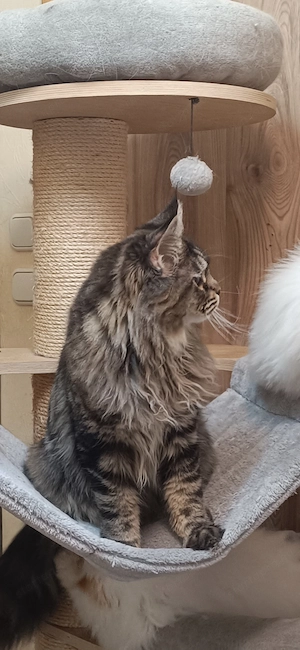 Fiatal maine coon kislány  - kép 4
