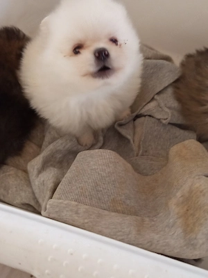 pomeraniai torpespicc - kép 5