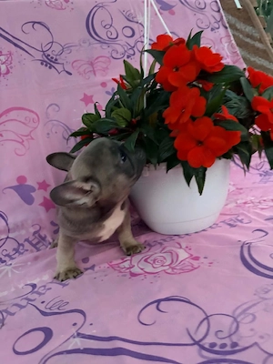 Francia bulldog fiú kiskutya. Szabolcs Szatmár Bereg megye  - kép 2