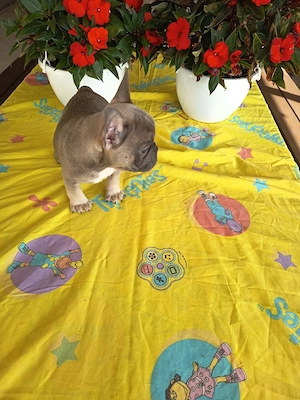 Francia bulldog fiú kiskutya. Szabolcs Szatmár Bereg megye  - kép 8