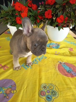 Francia bulldog fiú kiskutya. Szabolcs Szatmár Bereg megye  - kép 3