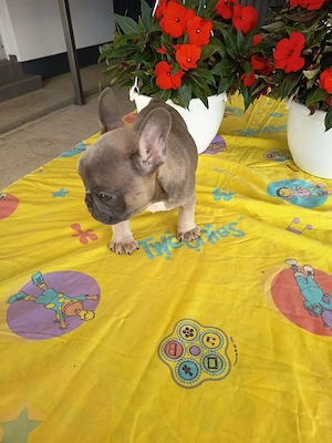Francia bulldog fiú kiskutya. Szabolcs Szatmár Bereg megye  - kép 7