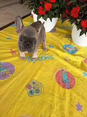 Francia bulldog fiú kiskutya. Szabolcs Szatmár Bereg megye  - kép 6