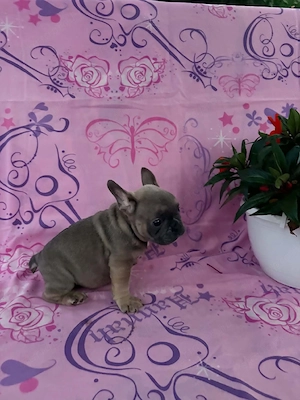 Francia bulldog fiú kiskutya. Szabolcs Szatmár Bereg megye  - kép 4
