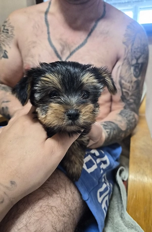 Yorkshire terrier  - kép 3