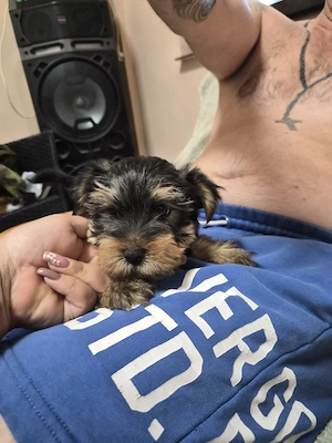 Yorkshire terrier  - kép 2