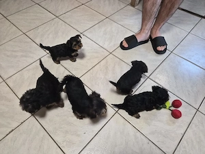 Yorkshire terrier  - kép 4