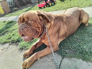 Bordeauxi dog kölykök gazdit keresnek  - kép 6