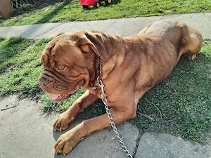 Bordeauxi dog kölykök gazdit keresnek  - kép 7