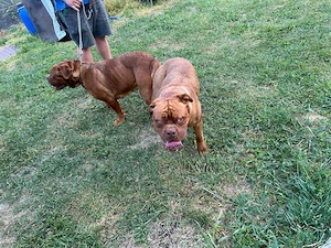 Bordeauxi dog kölykök gazdit keresnek  - kép 8