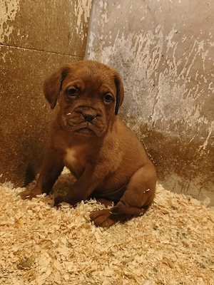 Bordeauxi dog kölykök gazdit keresnek  - kép 10