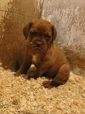 Bordeauxi dog kölykök gazdit keresnek  - kép 9