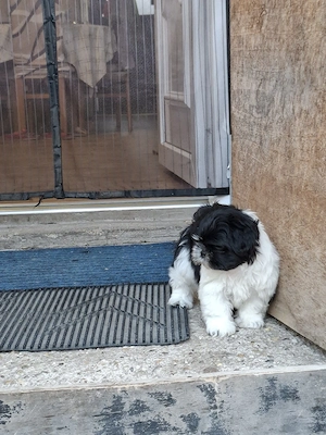 Shih tzu kiscsajszi - kép 2