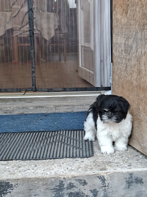 Shih tzu kiscsajszi - kép 3