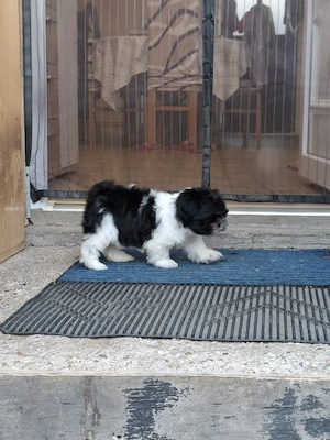 Shih tzu kiscsajszi