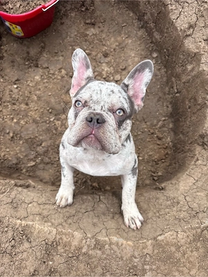 Francia Bulldog fiú - kép 2