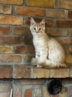 Maine coon cicák!