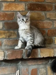Maine coon kiscicák!