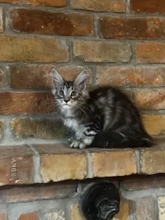 Maine coon kiscicák! - kép 2