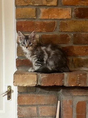 Maine coon kiscicák! - kép 3