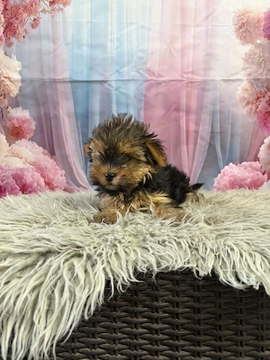 Yorki yorkshire terrier