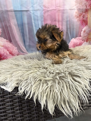Yorki yorkshire terrier - kép 2