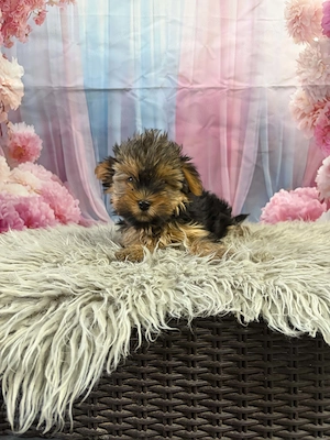 Yorki yorkshire terrier - kép 4