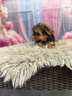 Yorki yorkshire terrier - kép 5