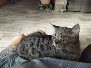 Perzsa cicus Exo jelleg - kép 4