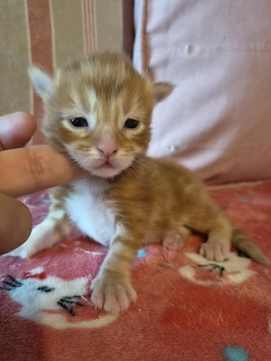 Törzskönyvezett szülőktől Maine Coon babyk foglalhatókak, elvihetőek!!