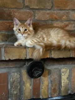 Maine coon cicák! - kép 2
