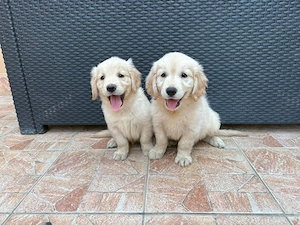 Golden Retriever kiskutyák 