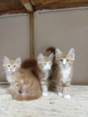 Maine coon cicák. - kép 5